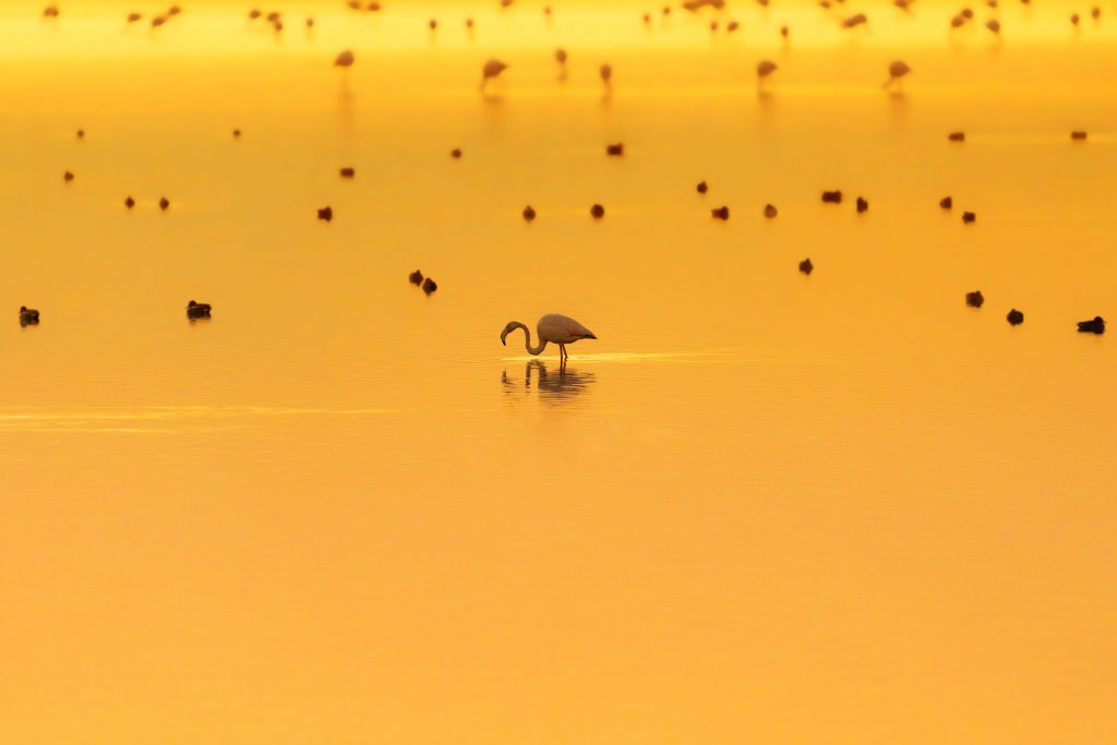 Flamingo in Greece