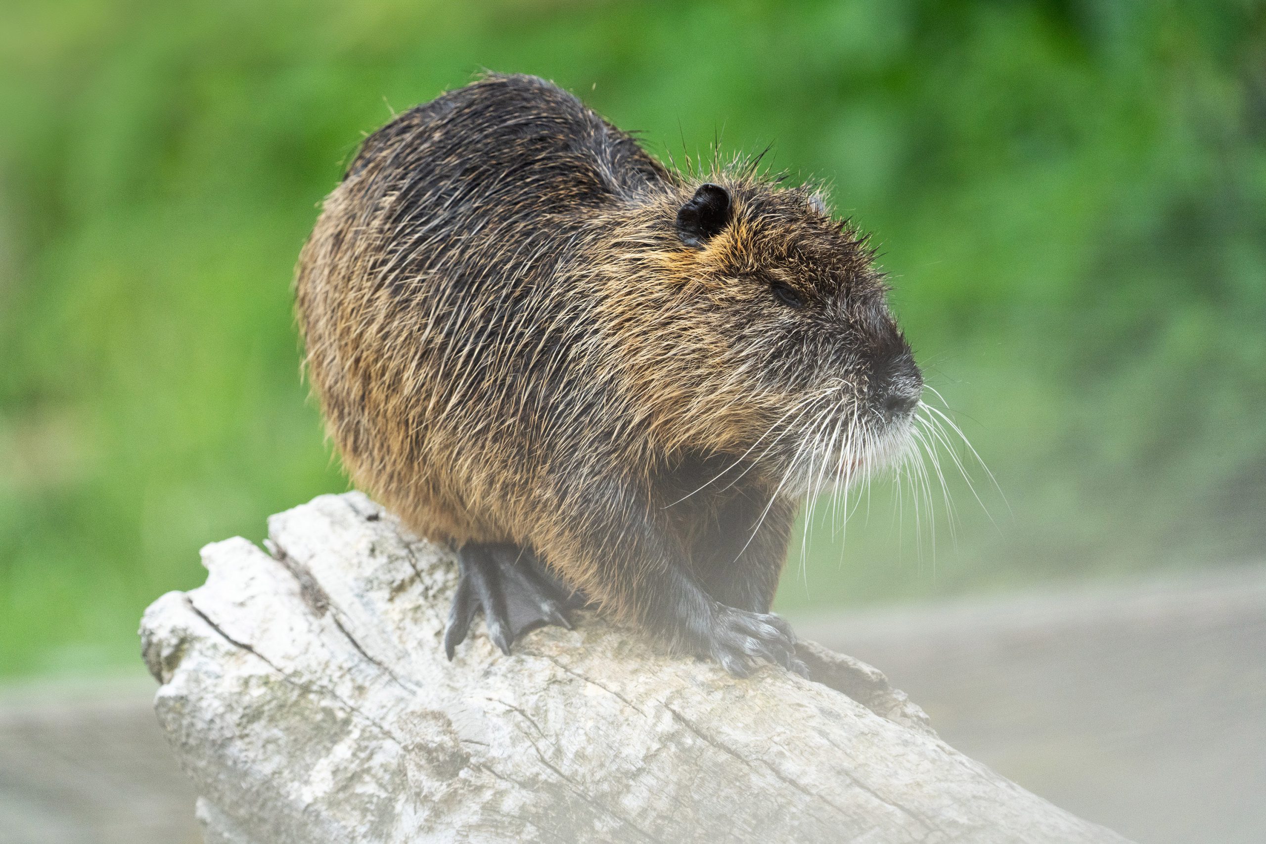 Nutria in Germany