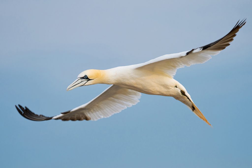 Northern gannet in Helgoland, Germany