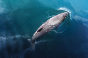 Harbor Porpoise in Denmark