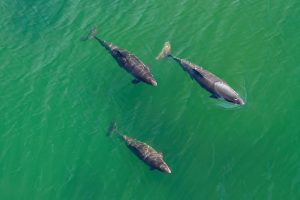 Harbor porpoises in Denmark
