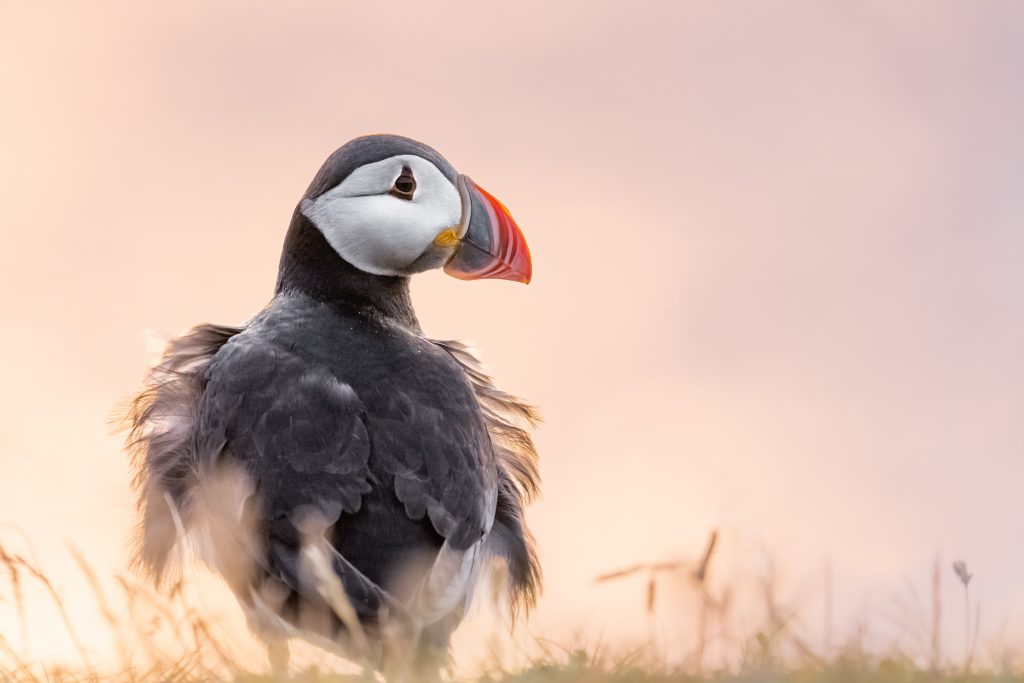 Atlantic puffin in Iceland