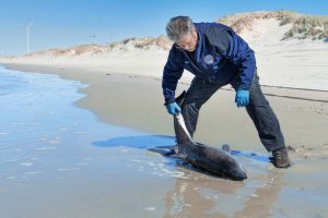 Harbor porpoise stranding in the Netherlands