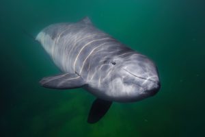 Harbor Porpoise in Denmark