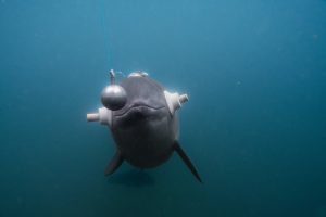 Harbor porpoise research at Fjord&Baelt in Denmark.