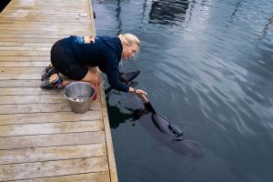 Harbor porpoise research at Fjord&Baelt in Denmark.