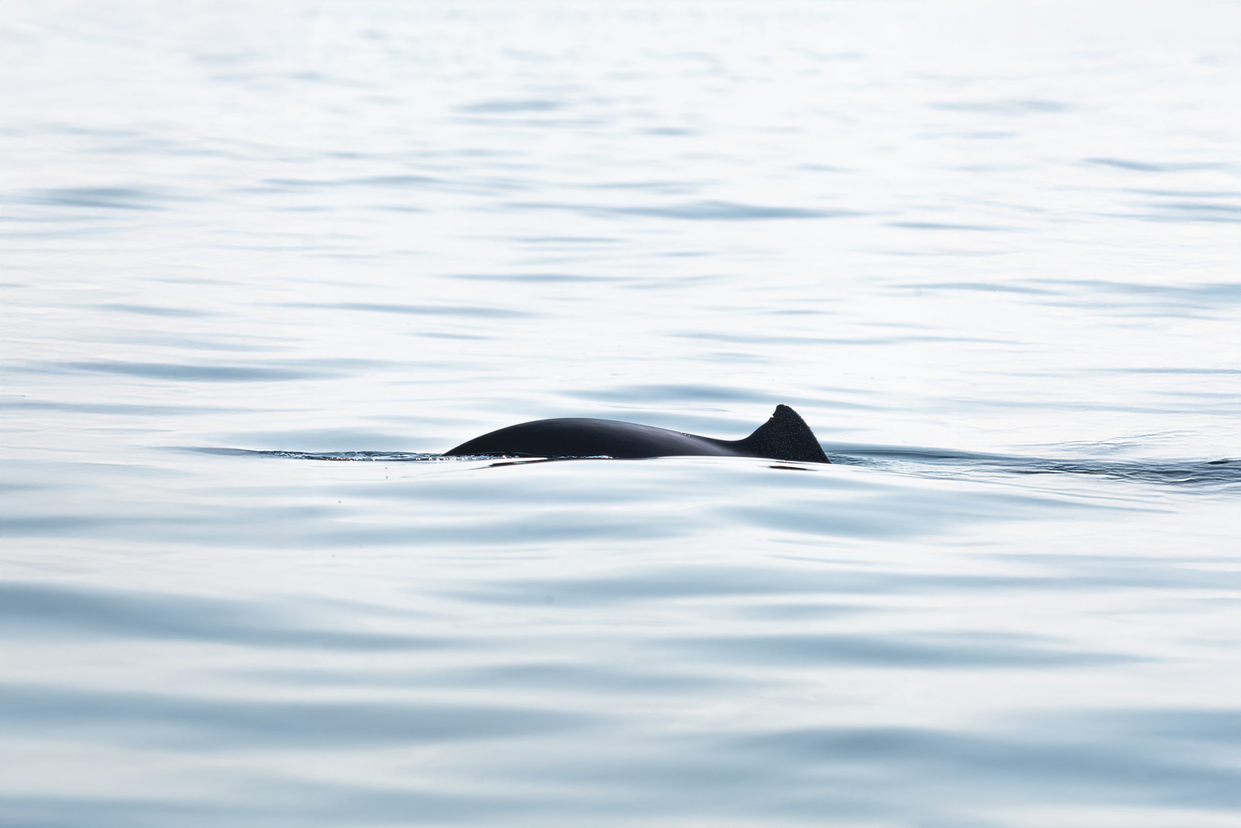 Harbor porpoise