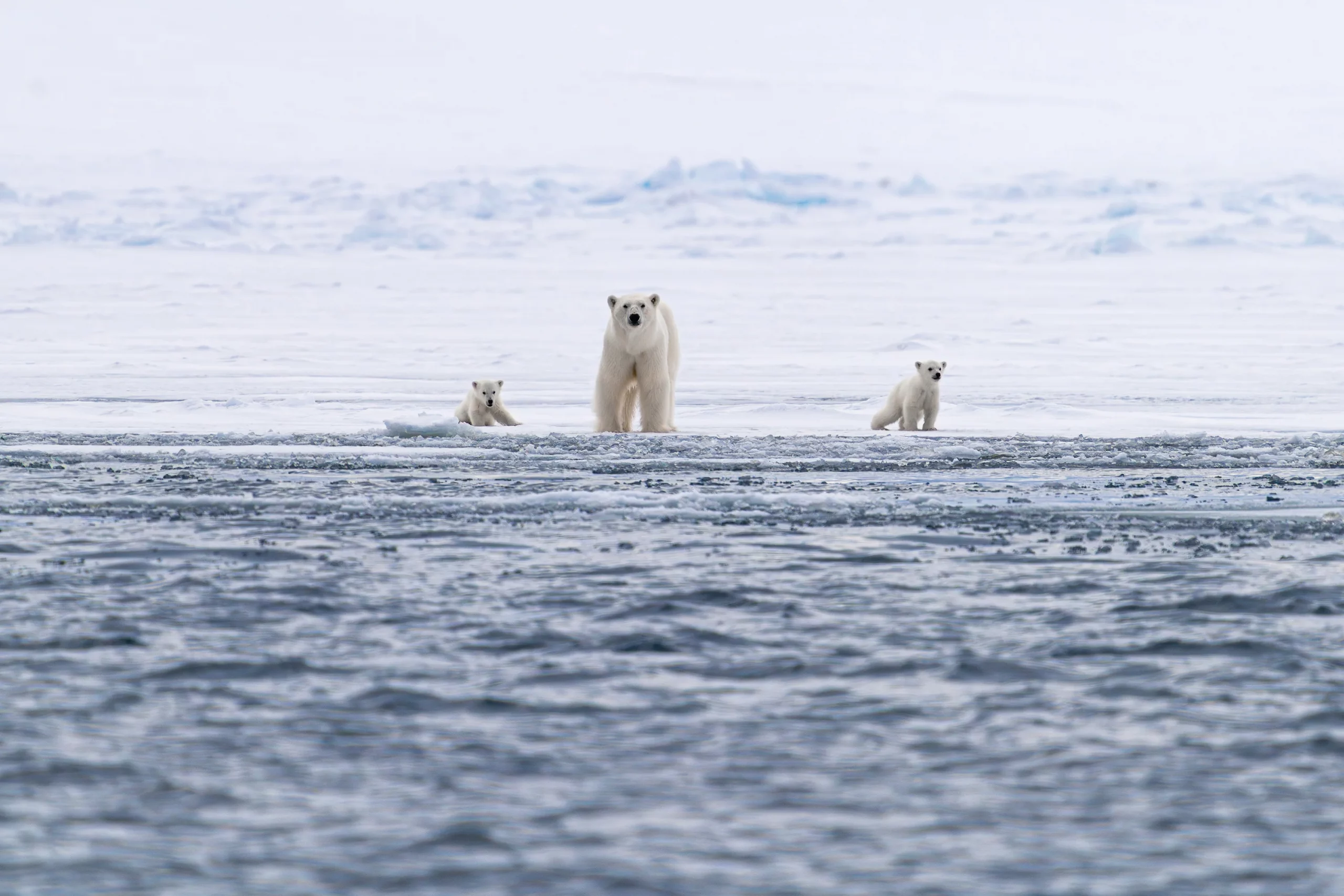 Polar bears in Svalbard