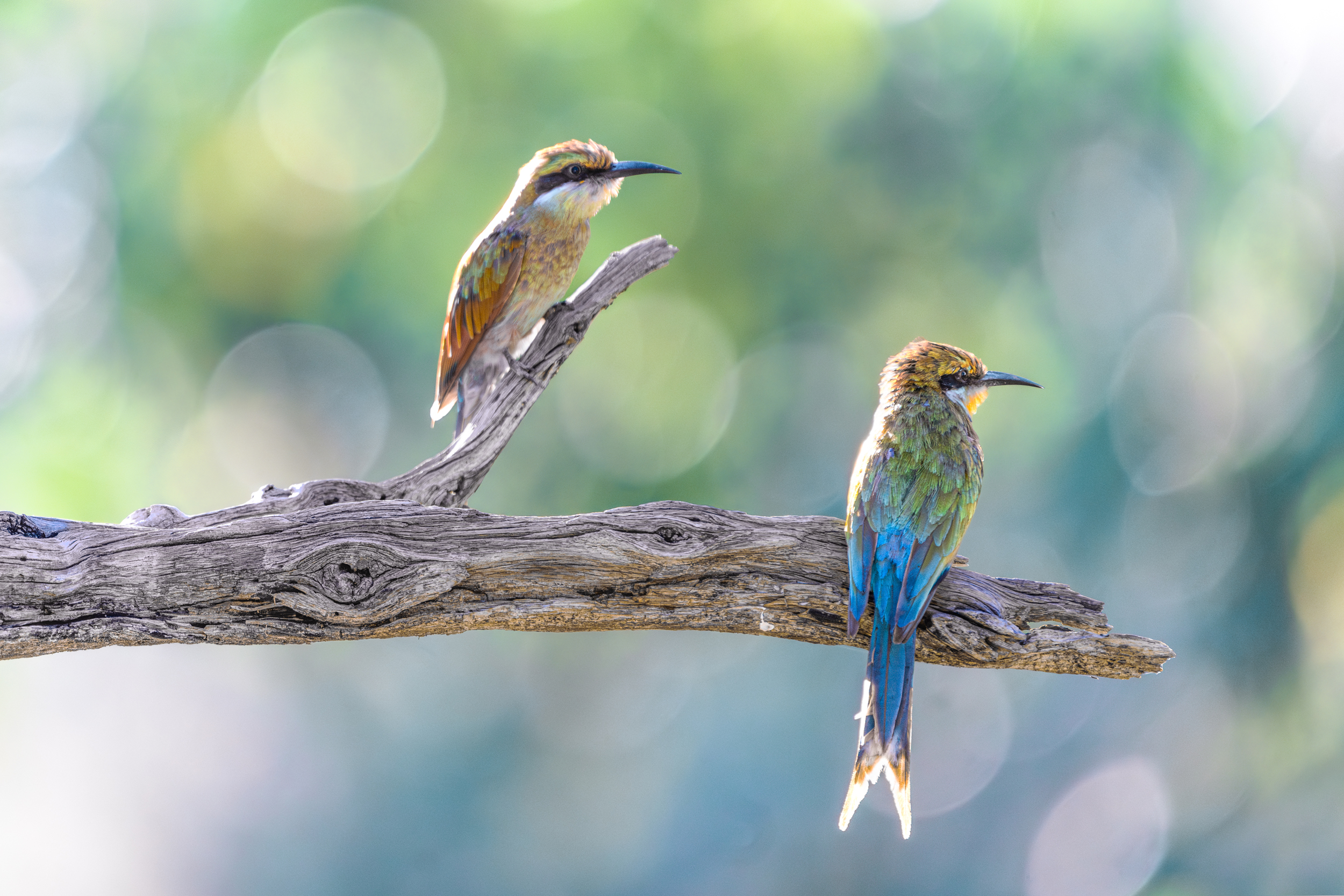 Bee Eater in Namibia
