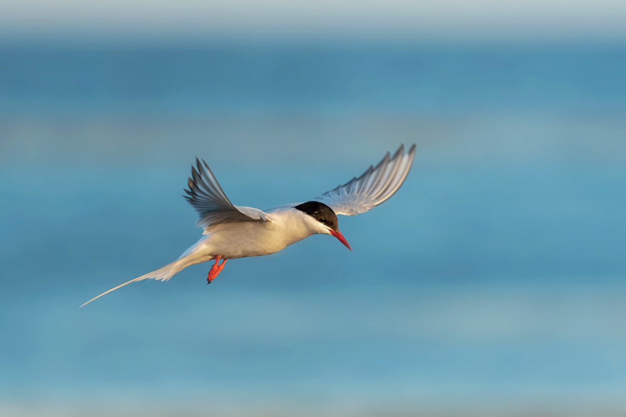 Arctic Tern in Iceland