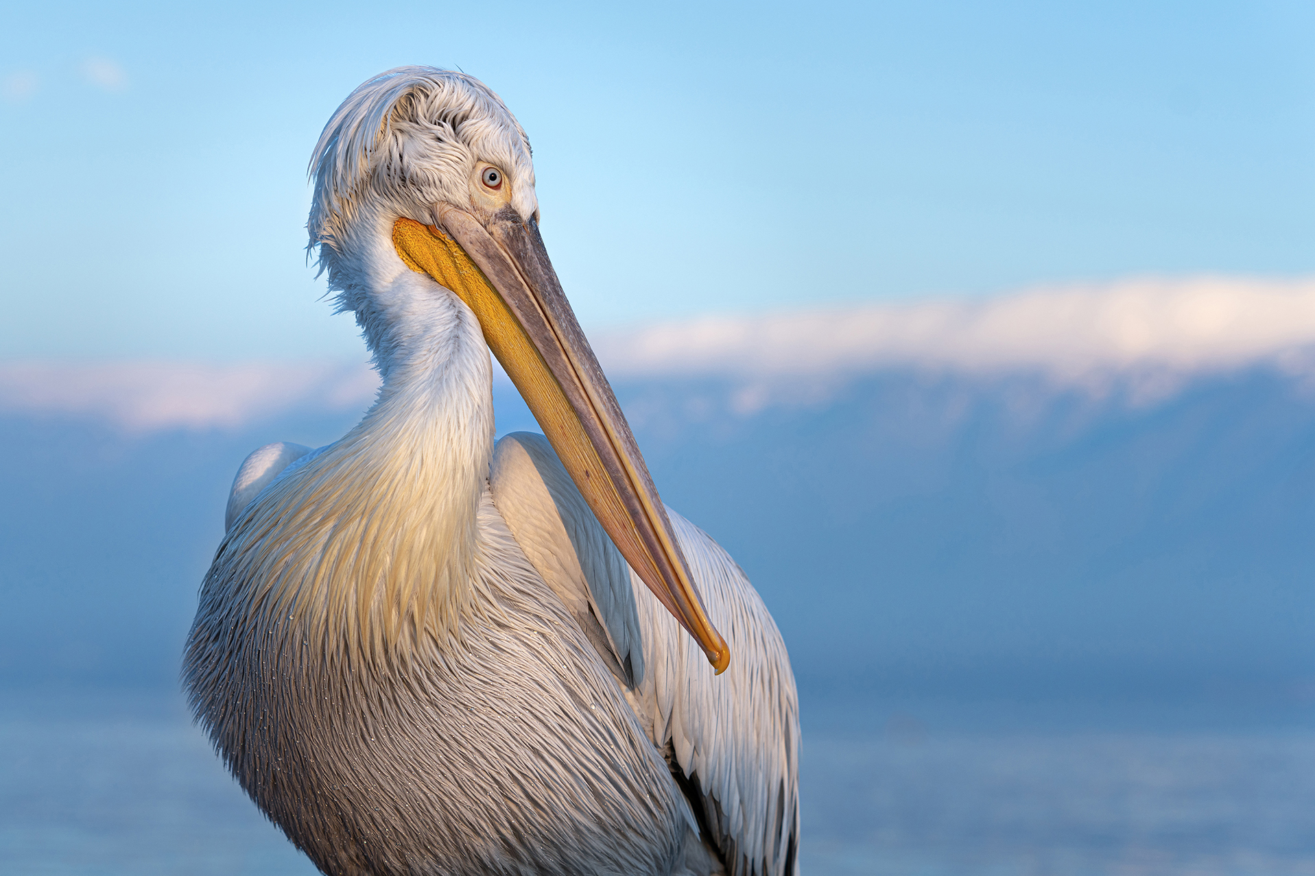 Dalmatian pelican in Greece