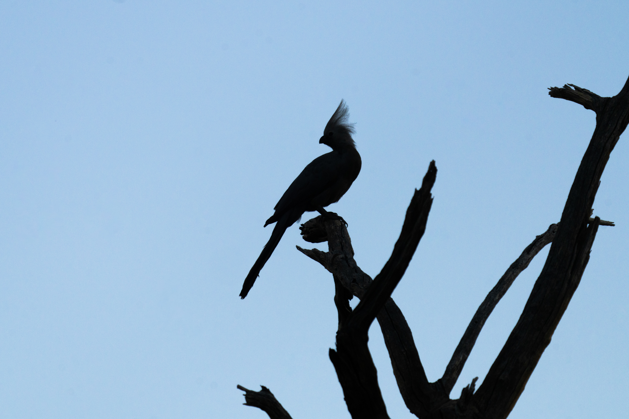 Go Away Bird in Namibia