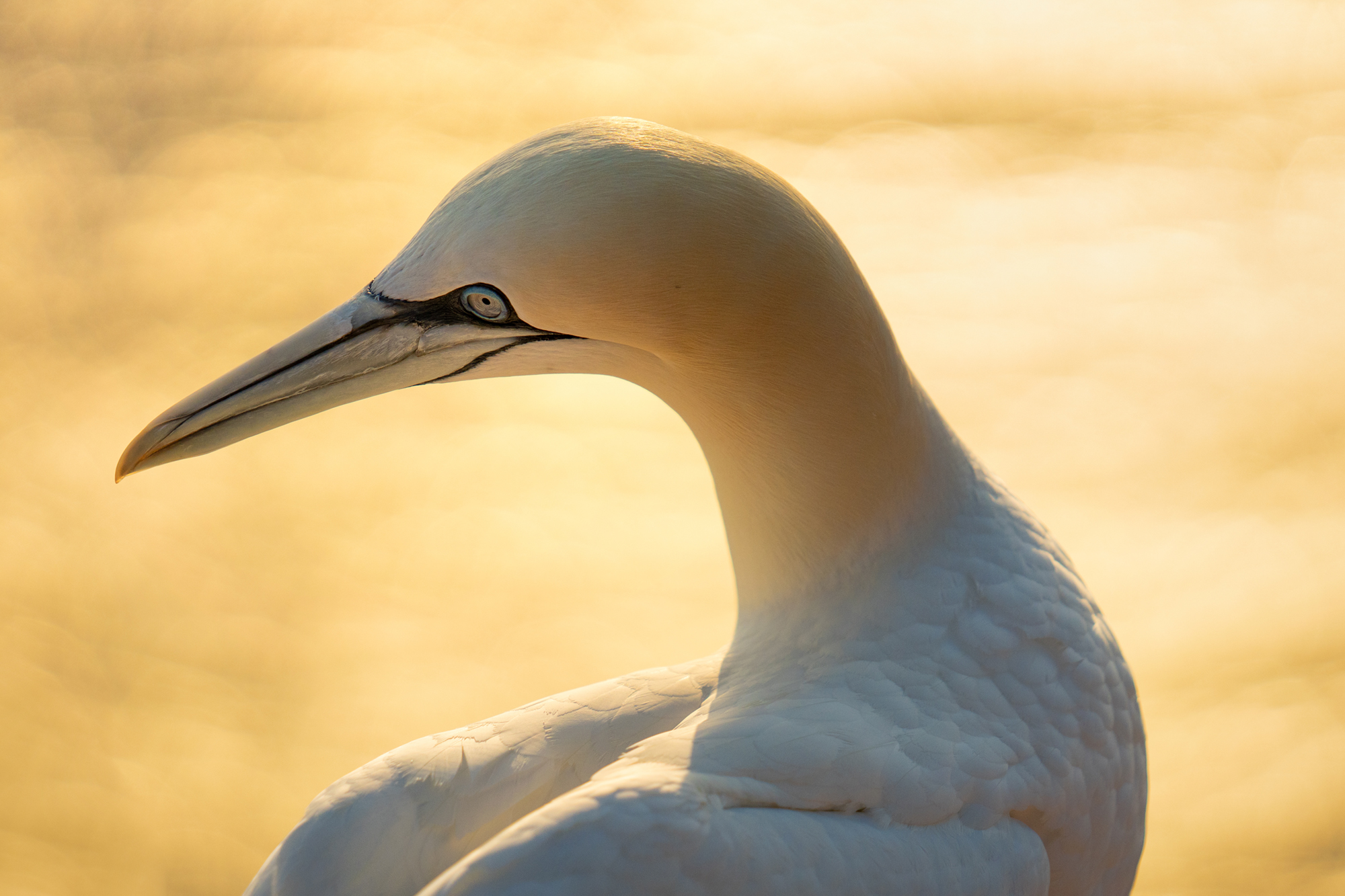 Northern Gannet in Helgoland