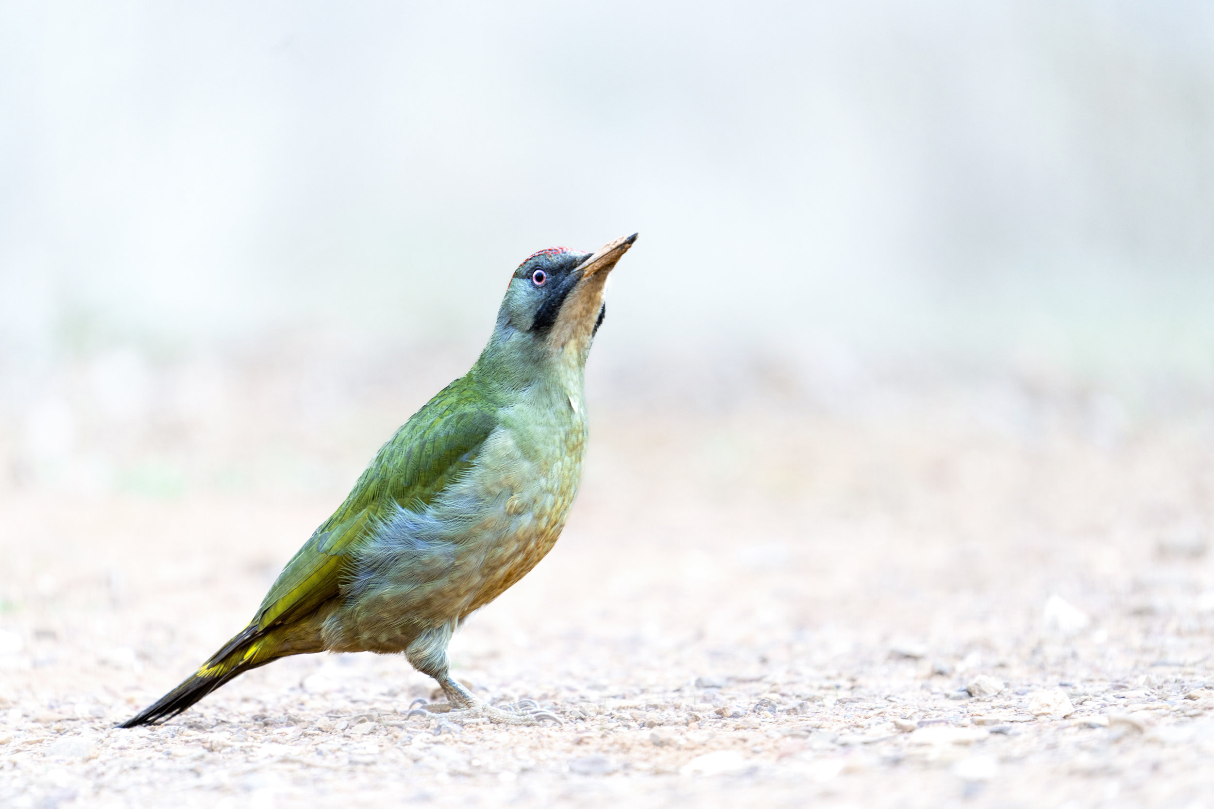 European green woodpecker in Spain