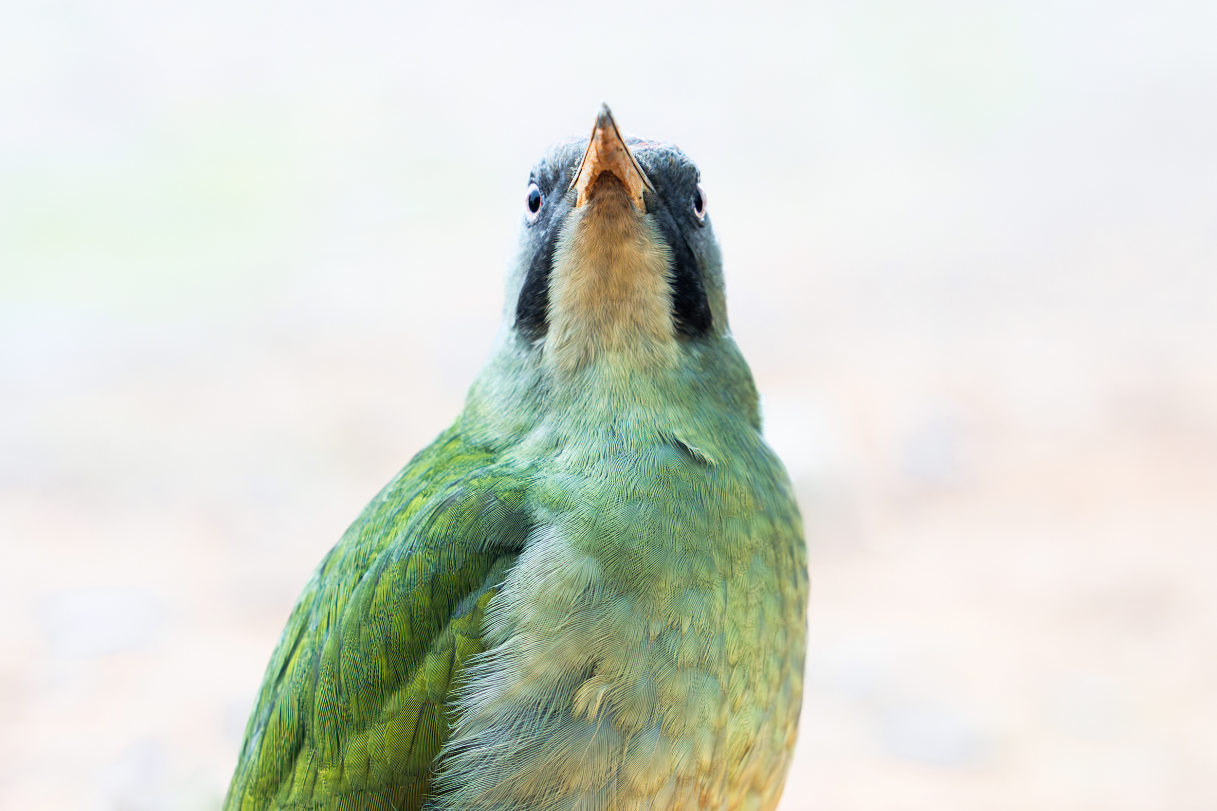 European green woodpecker in Spain