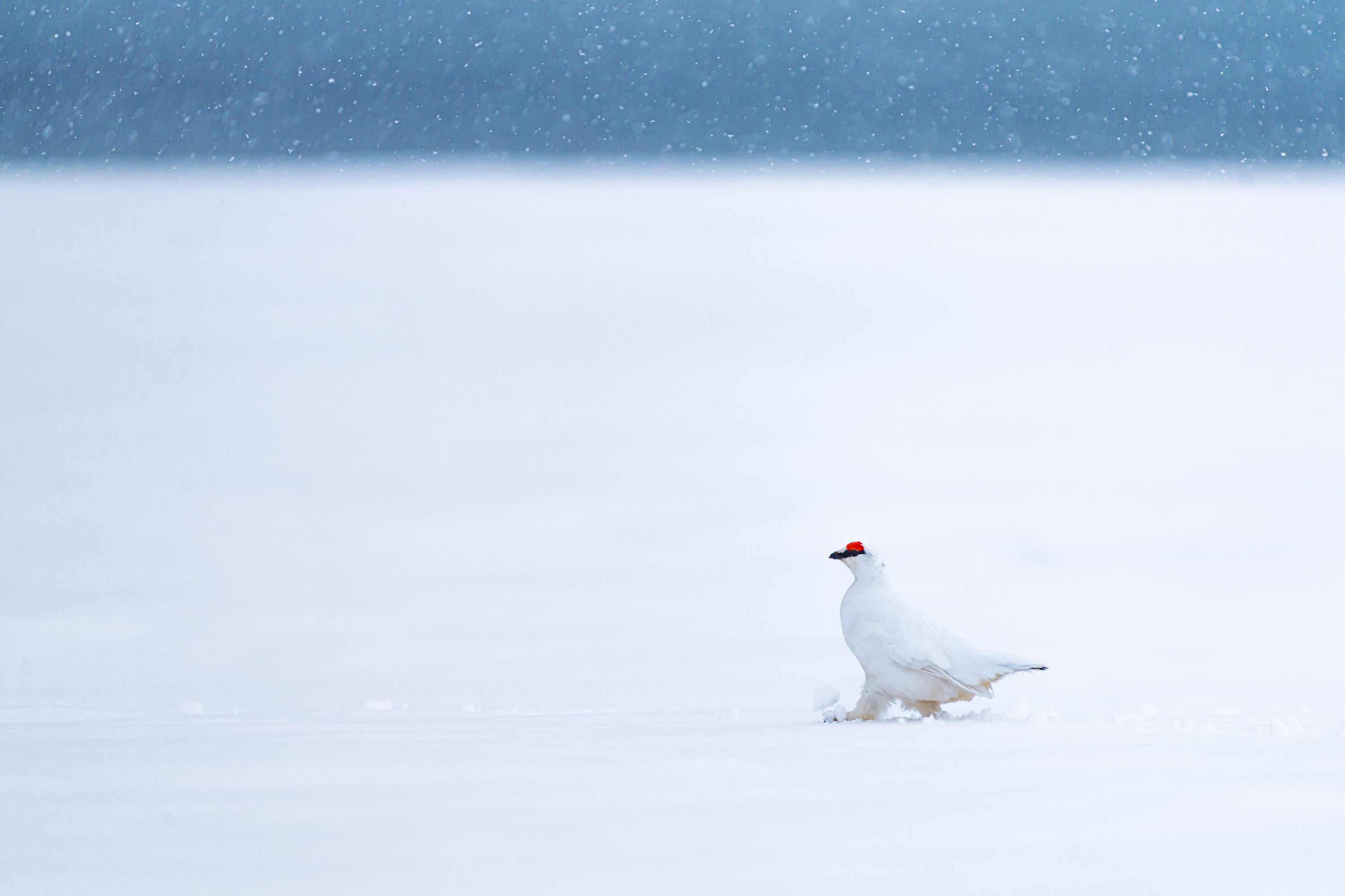 Rock ptarmigan in Svalbard