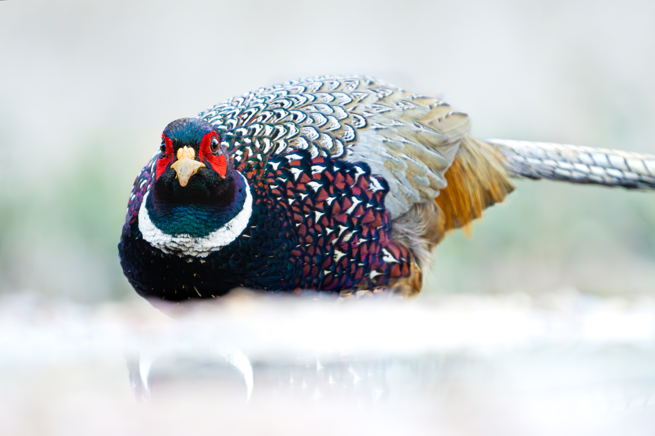 Pheasant in Spain