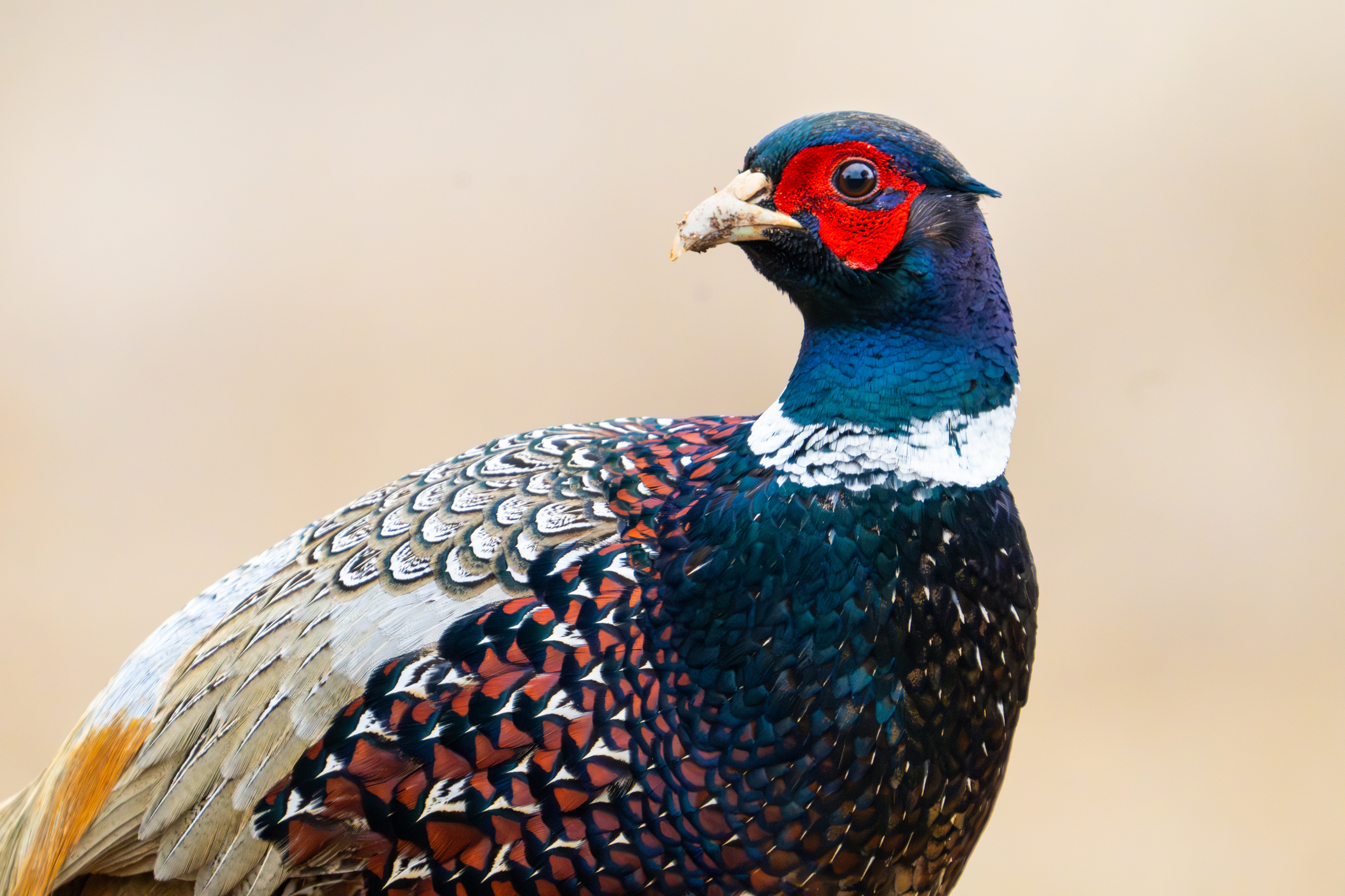Pheasant in Spain