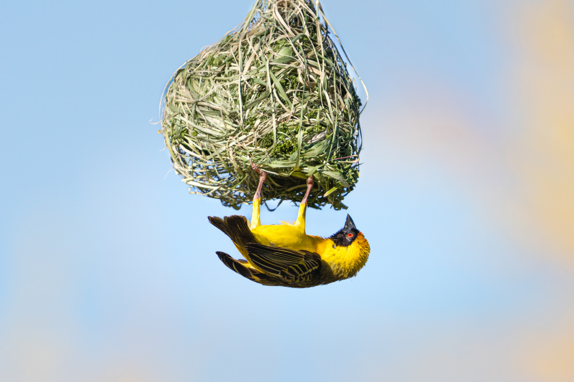 Weaver in Namibia