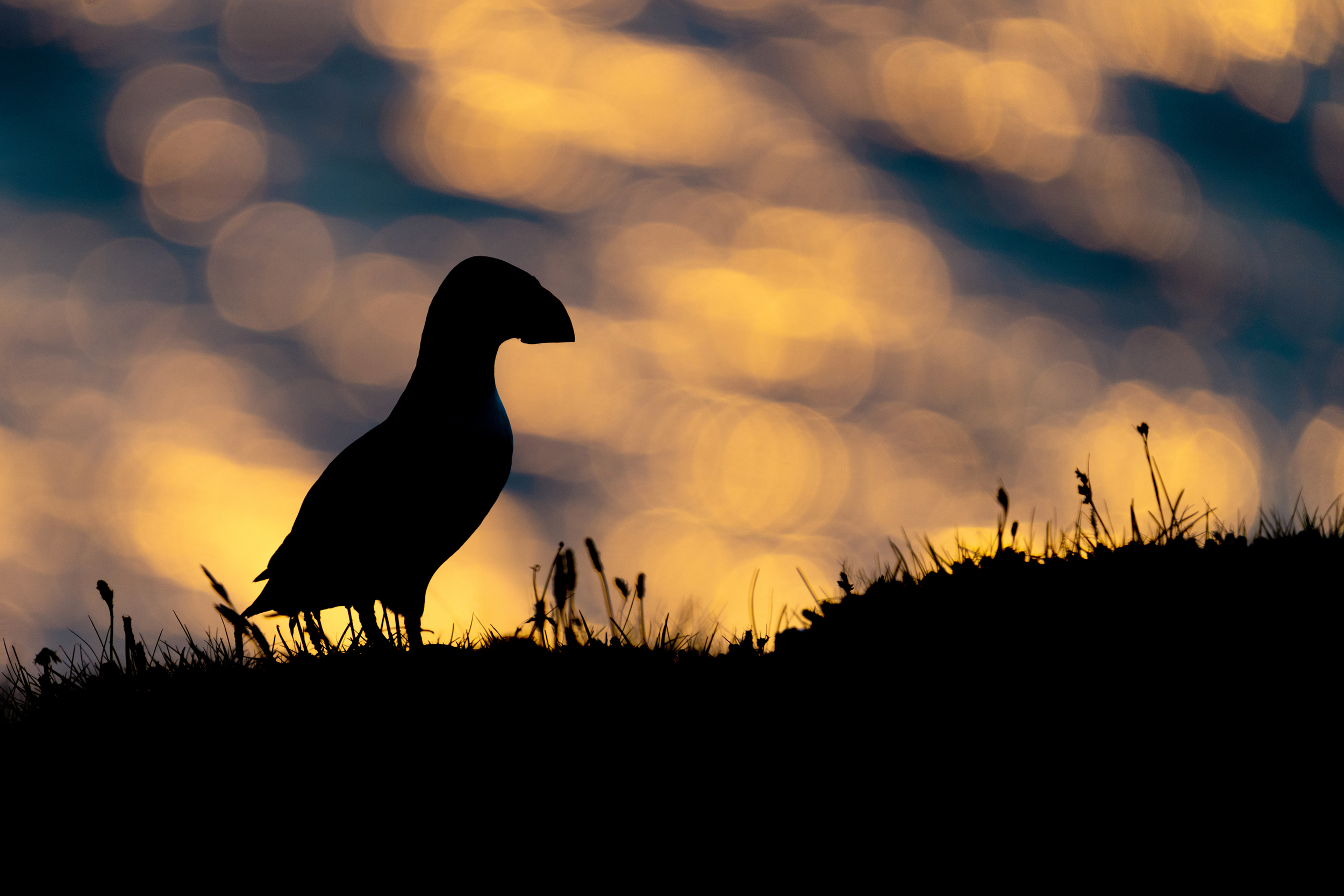 Atlantic Puffin in Iceland