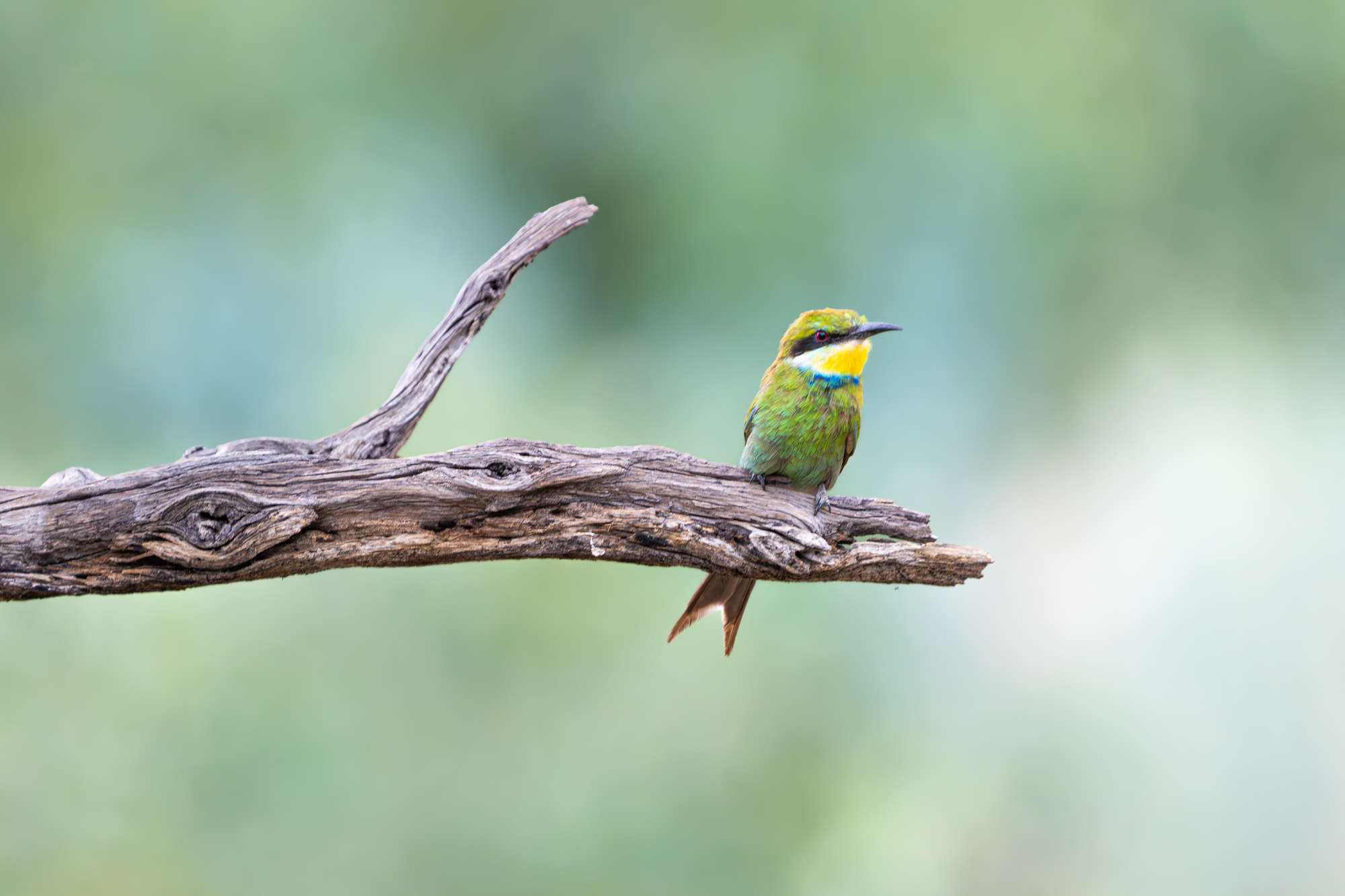 Bee eater in Namibia