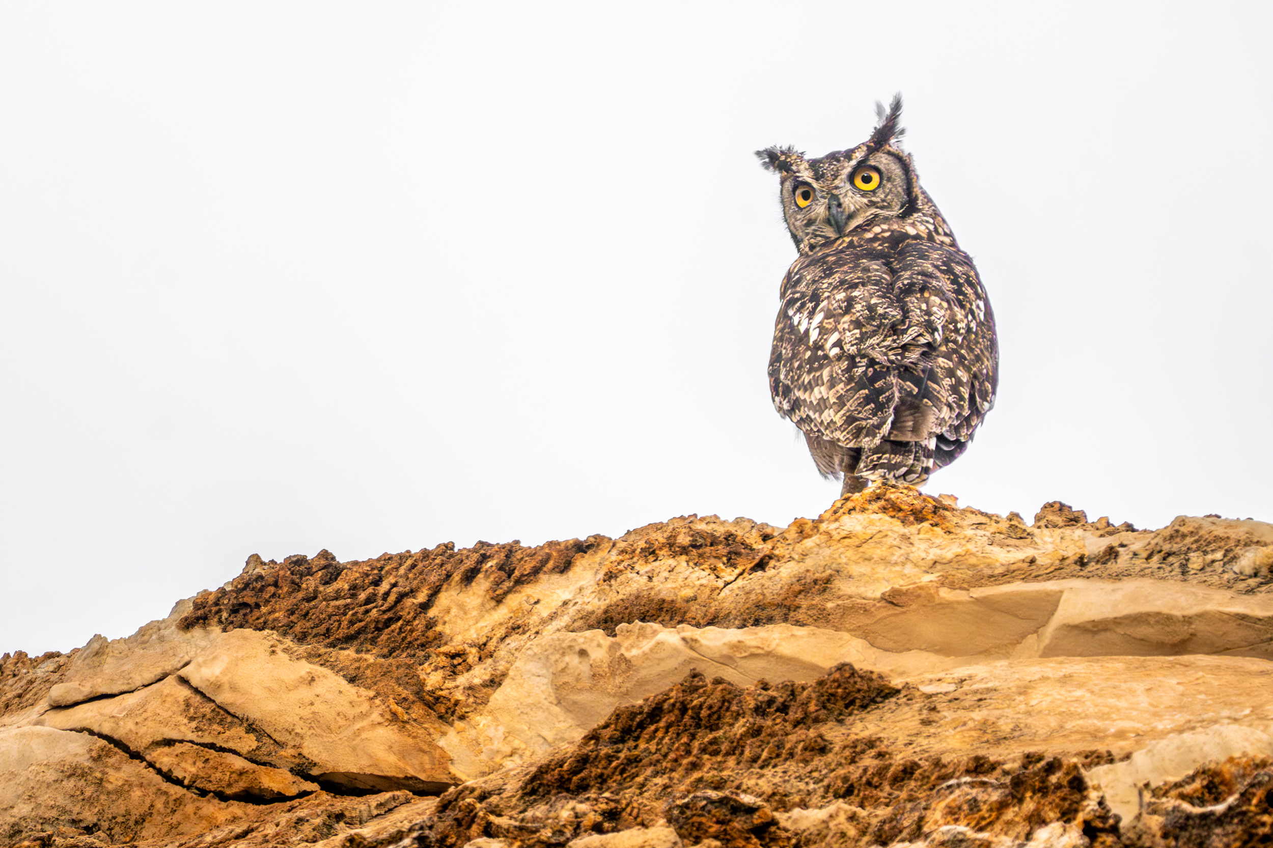 Spotted Eagle Owl in Namibia
