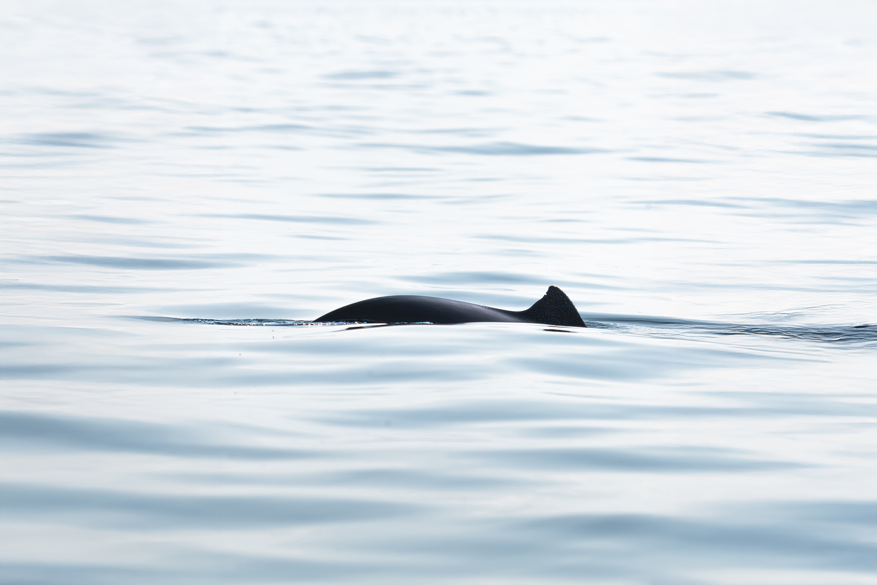 Harbor Porpoise Dorsal Fin in the Baltic Sea